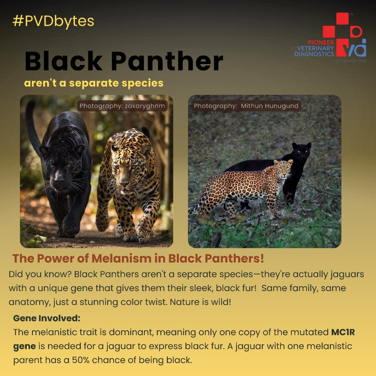 How Culture Sensitivity Testing Stops Antibiotic Resistance in Farm Animals