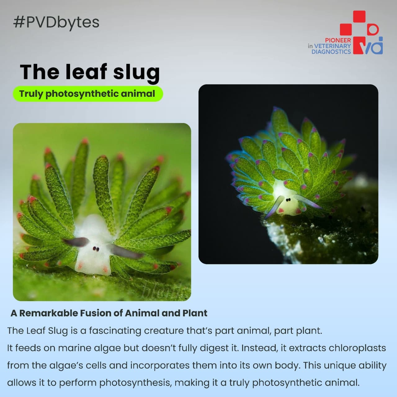 Herd Health Monitoring: A Complete Guide for Maharashtra's Dairy Farmers